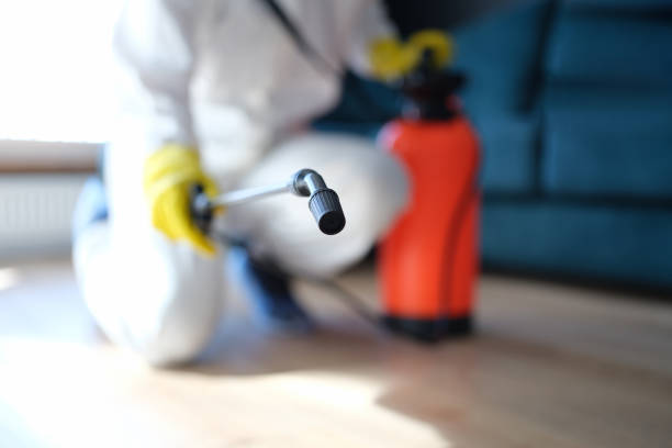 Professional Mold Removal in Big Timber, MT