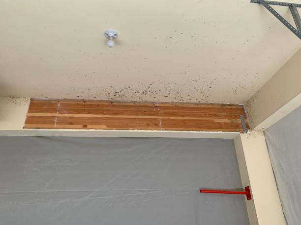 Best Black Mold Removal  in Big Timber, MT