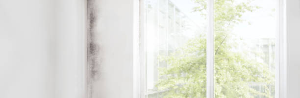  Big Timber, MT Mold Removal Pros