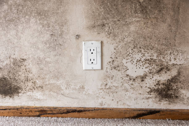 Best Real Estate Mold Inspection  in Big Timber, MT