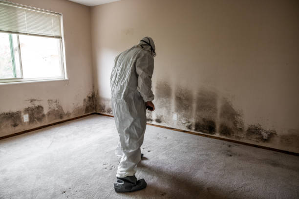 Best Attic Mold Removal  in Big Timber, MT