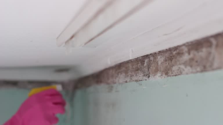 Best Mold Damage Restoration  in Big Timber, MT